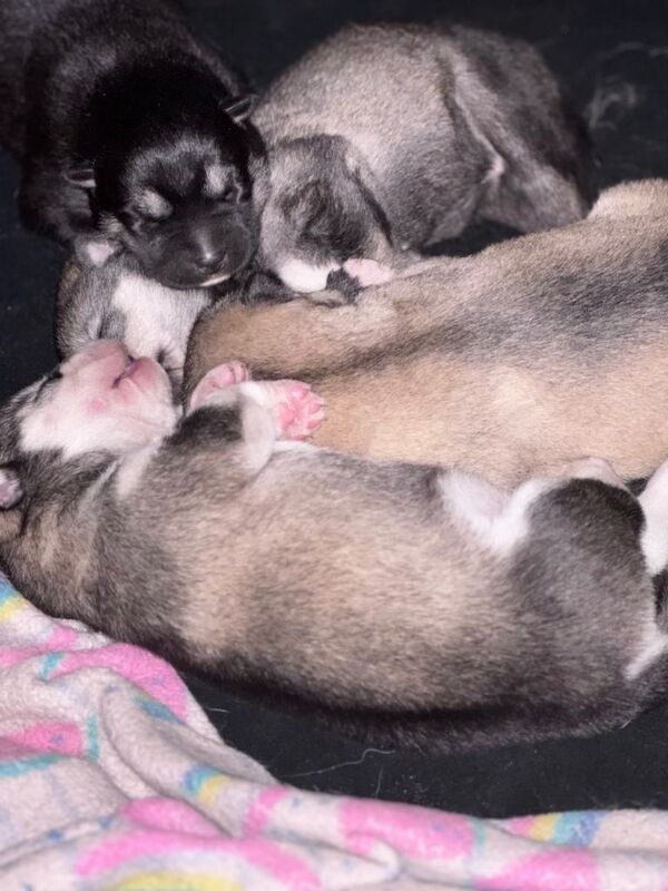 Siberian Husky puppies for sale in Bebington, Merseyside – 7 weeks old - Image 4 of 6