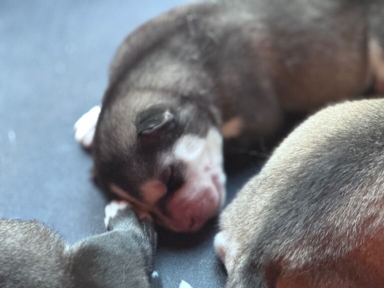 Siberian Husky puppies for sale in Bebington, Merseyside – 7 weeks old - Image 5 of 6