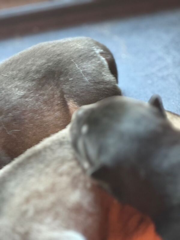 Siberian Husky puppies for sale in Bebington, Merseyside – 7 weeks old - Image 6 of 6