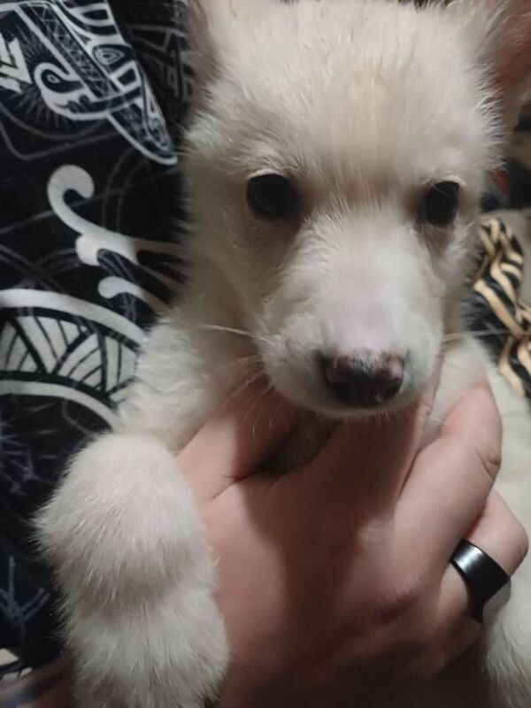 Siberian Husky puppies for sale in Stoke-on-Trent, Staffordshire – 11 weeks old