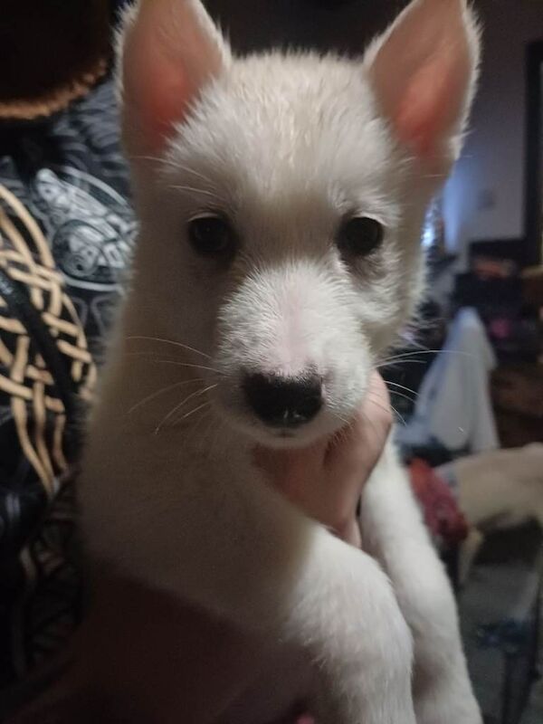 Siberian Husky puppies for sale in Stoke-on-Trent, Staffordshire – 9 weeks old - Image 2 of 6