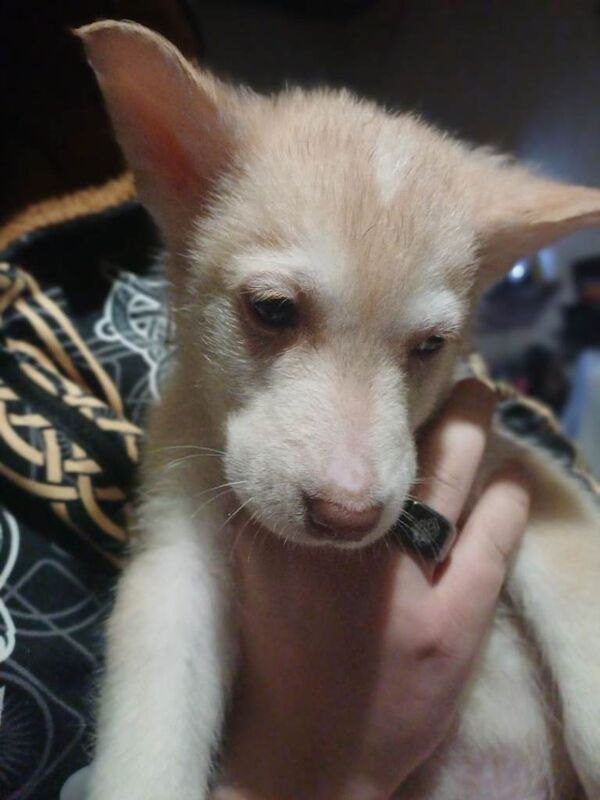 Siberian Husky puppies for sale in Stoke-on-Trent, Staffordshire – 9 weeks old - Image 4 of 6