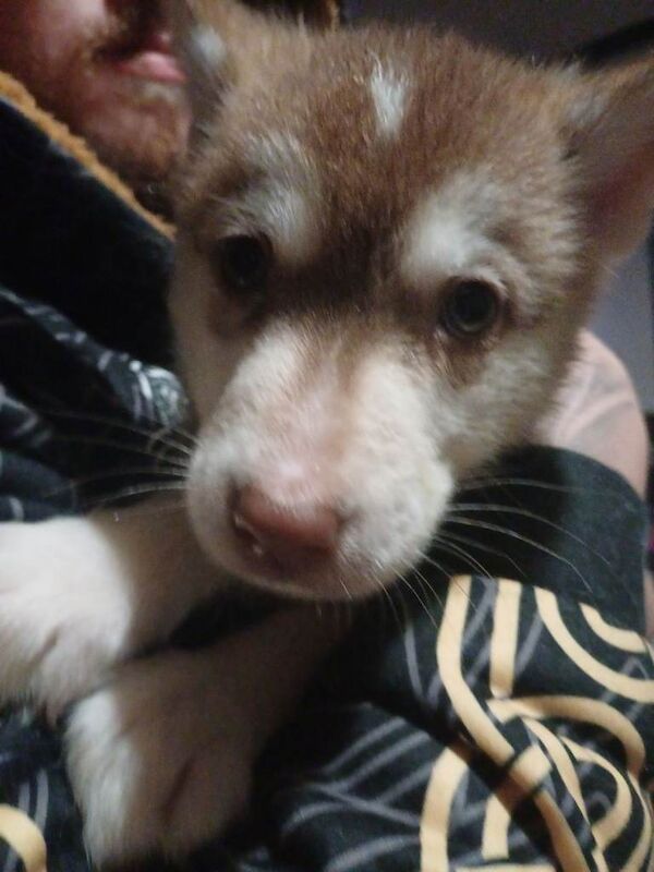 Siberian Husky puppies for sale in Stoke-on-Trent, Staffordshire – 9 weeks old - Image 5 of 6
