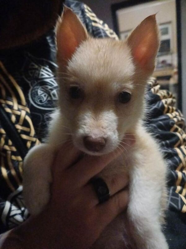 Siberian Husky puppies for sale in Stoke-on-Trent, Staffordshire – 9 weeks old - Image 6 of 6