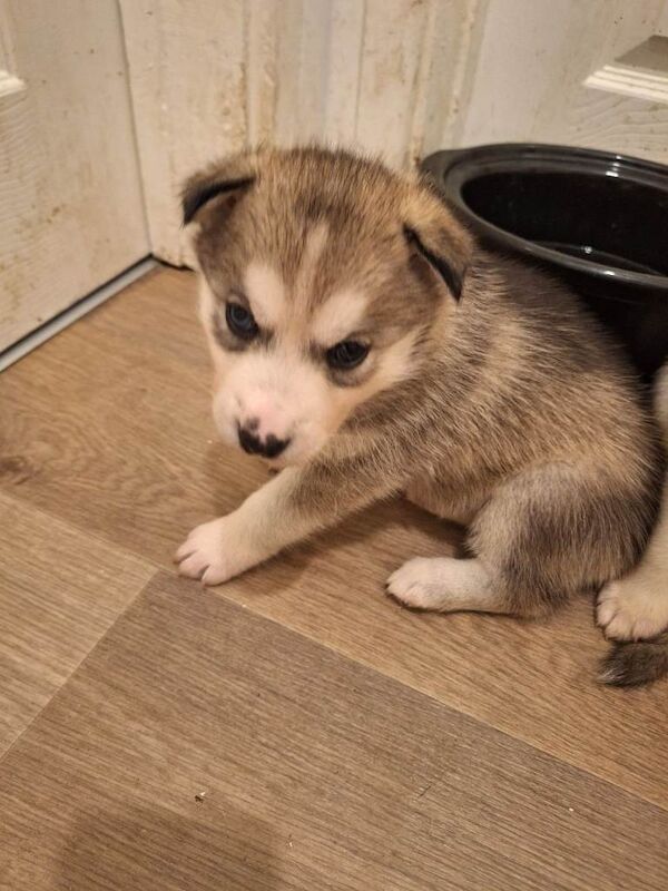 Siberian Husky puppies for sale in Machen, Gwent – 5 weeks old