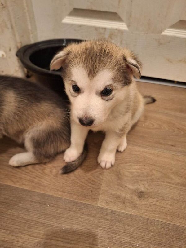Siberian Husky puppies for sale in Machen, Gwent – 7 weeks old - Image 2 of 6