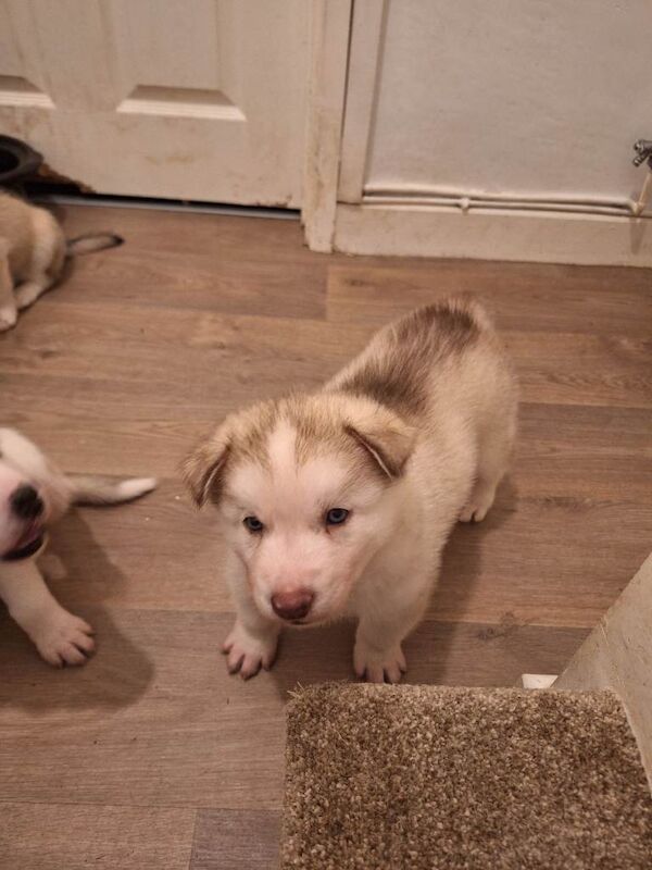 Siberian Husky puppies for sale in Machen, Gwent – 7 weeks old - Image 4 of 6