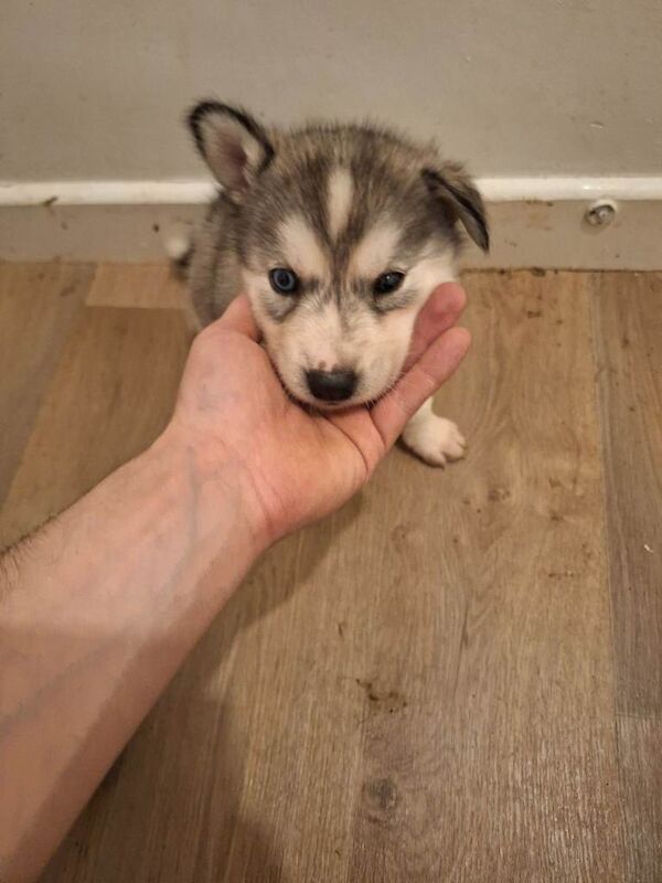 Siberian Husky puppies for sale in Machen, Gwent – 6 weeks old