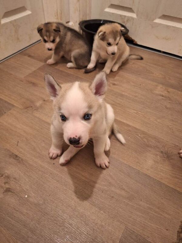 Siberian Husky puppies for sale in Machen, Gwent – 6 weeks old - Image 3 of 6