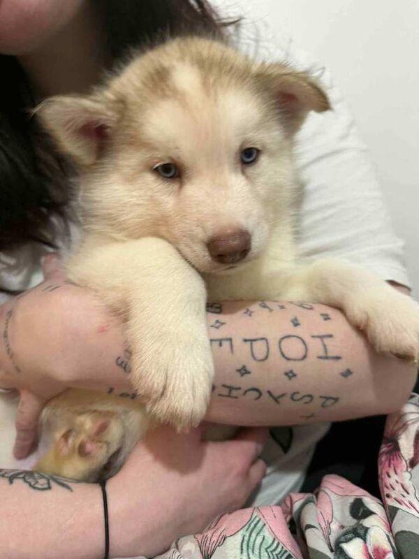 Siberian Husky puppies for sale in Machen, Caerphilly – 6 weeks old