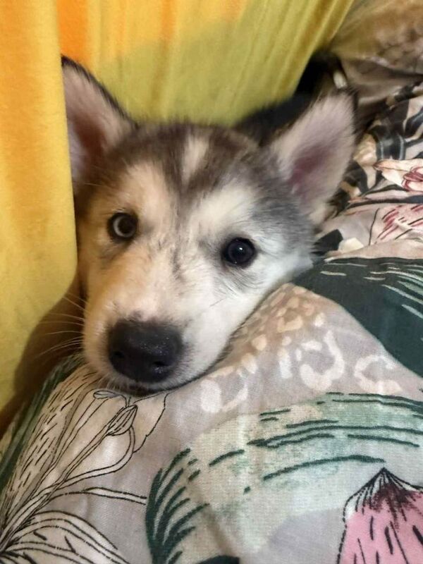 Siberian Husky puppies for sale in Machen, Caerphilly – 7 weeks old - Image 3 of 4