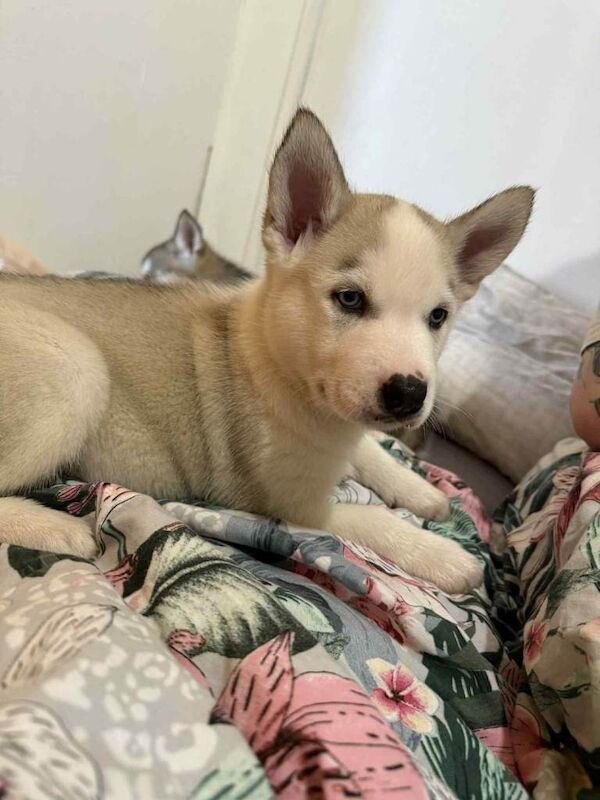 Siberian Husky puppies for sale in Machen, Caerphilly – 7 weeks old - Image 4 of 4