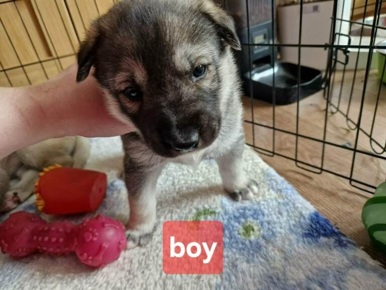 Husky puppies - Image 2 of 6