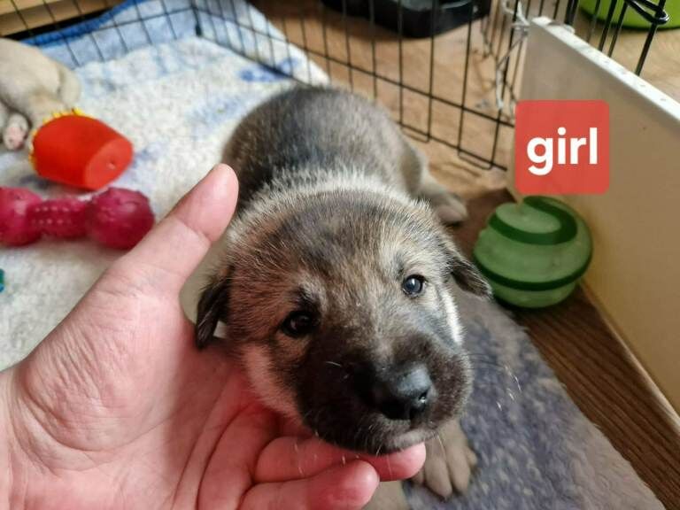 Husky puppies - Image 4 of 6