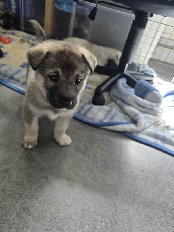 Husky puppies - Image 5 of 6