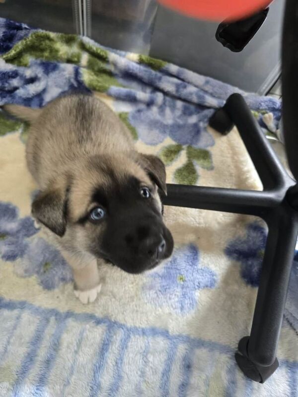 Husky puppies - Image 6 of 6