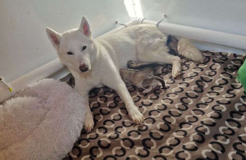 Husky puppies for sale 2x girls 1x boy &pound;800 each