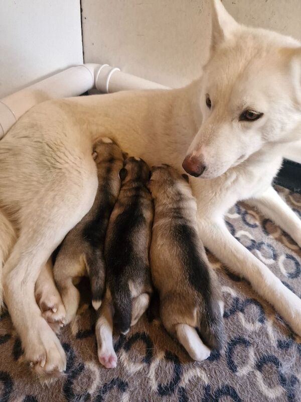 Husky puppies for sale 2x girls 1x boy &pound;800 each - Image 2 of 15