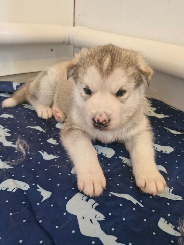 Husky puppies for sale 2x girls 1x boy &pound;800 each - Image 3 of 15