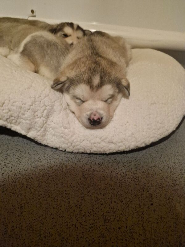 Husky puppies for sale 2x girls 1x boy &pound;800 each - Image 4 of 15