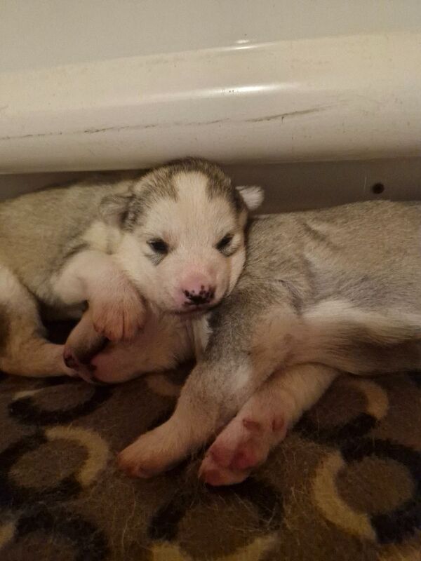 Husky puppies for sale 2x girls 1x boy &pound;800 each - Image 5 of 15