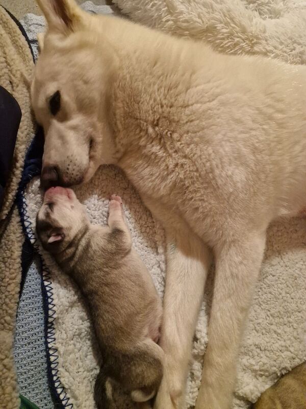 Husky puppies for sale 2x girls 1x boy &pound;800 each - Image 6 of 15