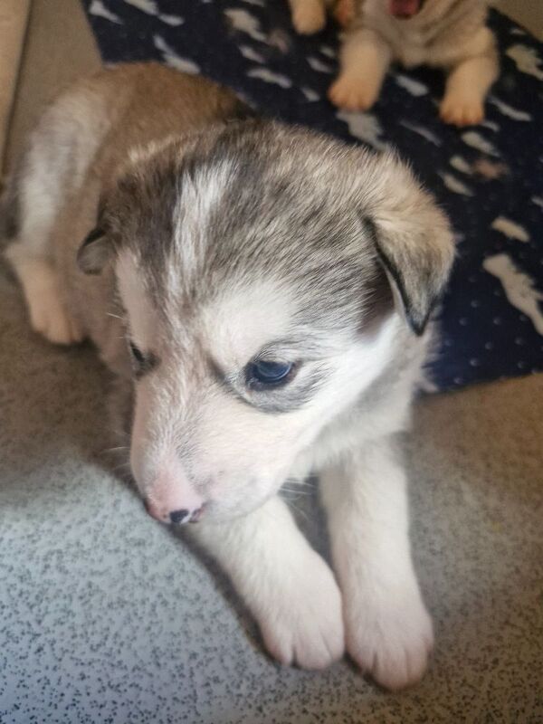 Husky puppies for sale 2x girls 1x boy &pound;800 each - Image 7 of 15