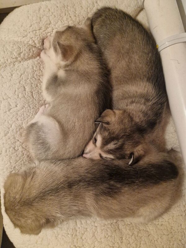Husky puppies for sale 2x girls 1x boy &pound;800 each - Image 8 of 15