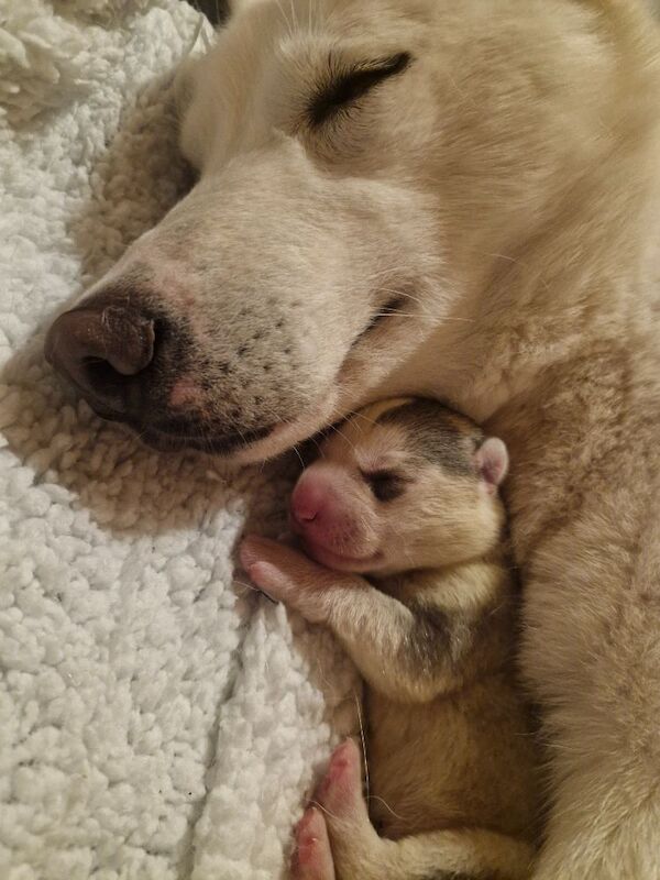 Husky puppies for sale 2x girls 1x boy &pound;800 each - Image 9 of 15