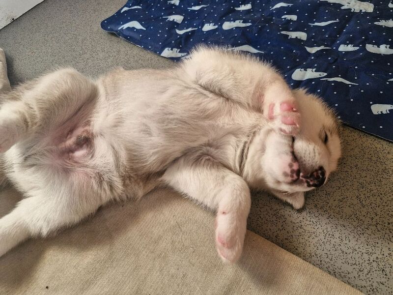 Husky puppies for sale 2x girls 1x boy &pound;800 each - Image 10 of 15