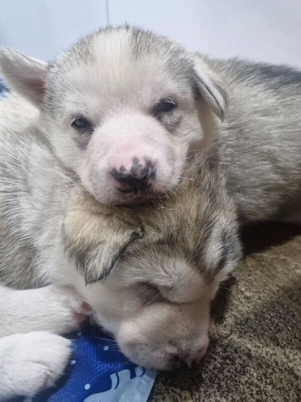 Husky puppies for sale 2x girls 1x boy &pound;800 each - Image 11 of 15