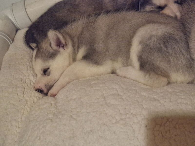 Husky puppies for sale 2x girls 1x boy &pound;800 each - Image 12 of 15