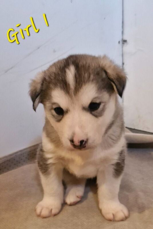 Husky puppies for sale 2x girls 1x boy &pound;800 each - Image 13 of 15