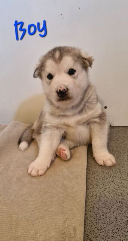 Husky puppies for sale 2x girls 1x boy &pound;800 each - Image 14 of 15