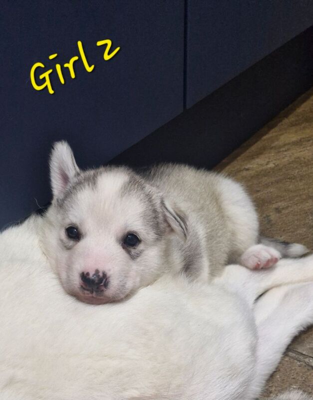 Husky puppies for sale 2x girls 1x boy &pound;800 each - Image 15 of 15