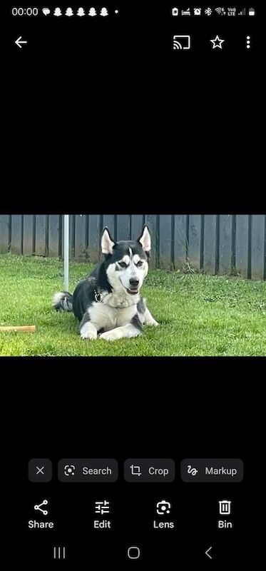 HUSKY PUPPIES FOR SALE in Gorebridge, Midlothian