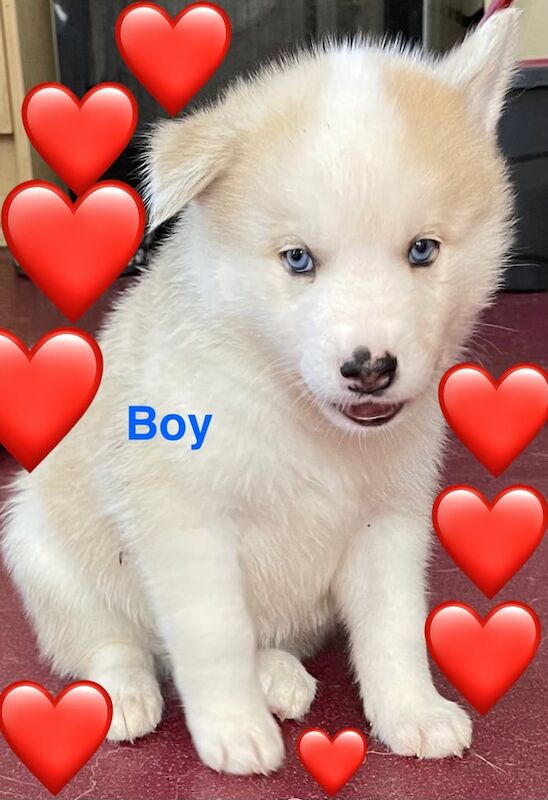 Siberian Husky puppies for sale in Maryport, Cumbria – 6 weeks old - Image 2 of 3