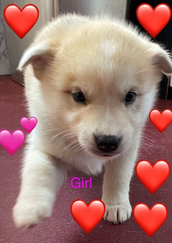 Siberian Husky puppies for sale in Maryport, Cumbria – 6 weeks old - Image 3 of 3