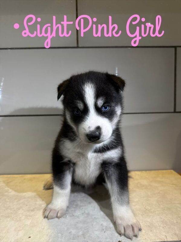 Siberian Husky puppies for sale in Horley, Surrey – 6 weeks old