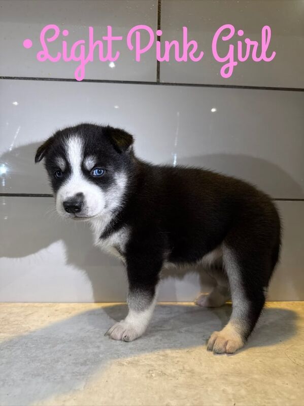 Siberian Husky puppies for sale in Horley, Surrey – 6 weeks old - Image 2 of 5