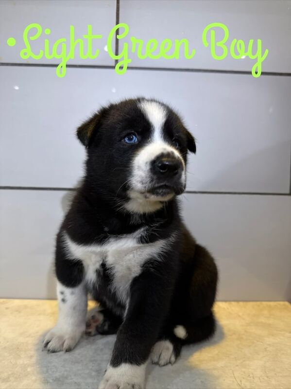 Siberian Husky puppies for sale in Horley, Surrey – 6 weeks old - Image 3 of 5