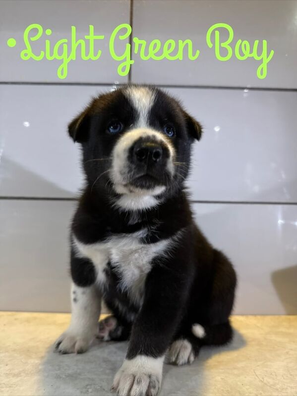 Siberian Husky puppies for sale in Horley, Surrey – 6 weeks old - Image 4 of 5