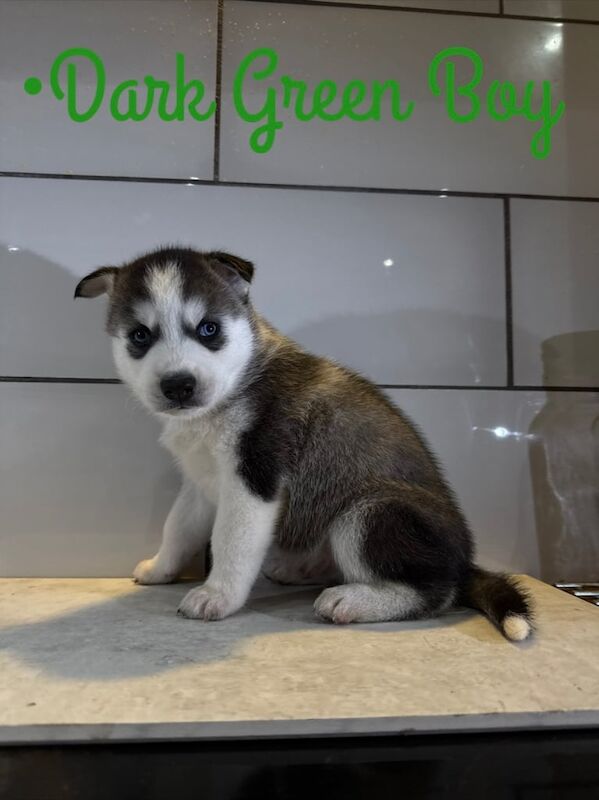 Siberian Husky puppies for sale in Horley, Surrey – 6 weeks old - Image 5 of 5