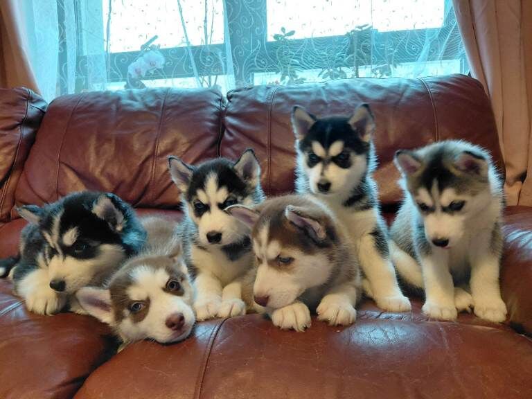 Siberian Husky puppies for sale in Aberdeen, City of Aberdeen – 6 weeks old