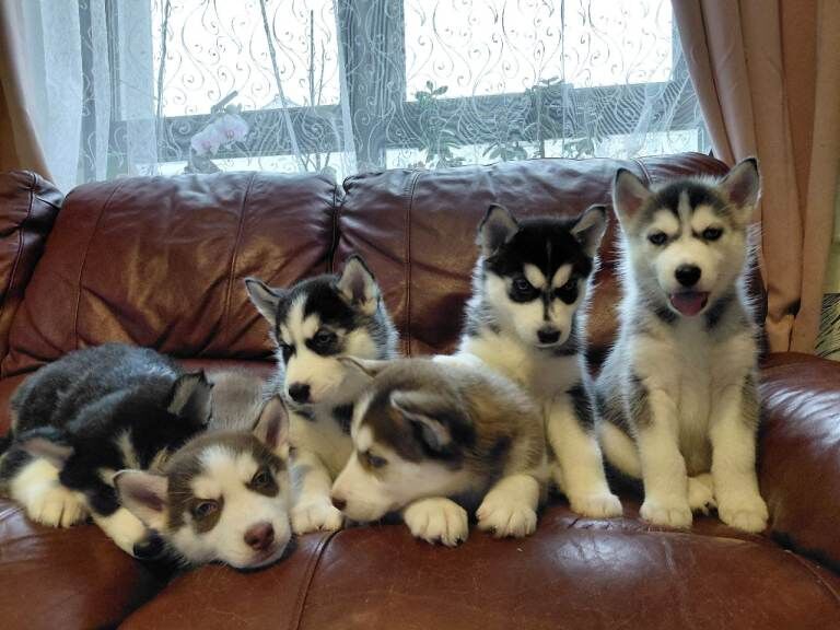 Siberian Husky puppies for sale in Aberdeen, City of Aberdeen – 6 weeks old - Image 2 of 3