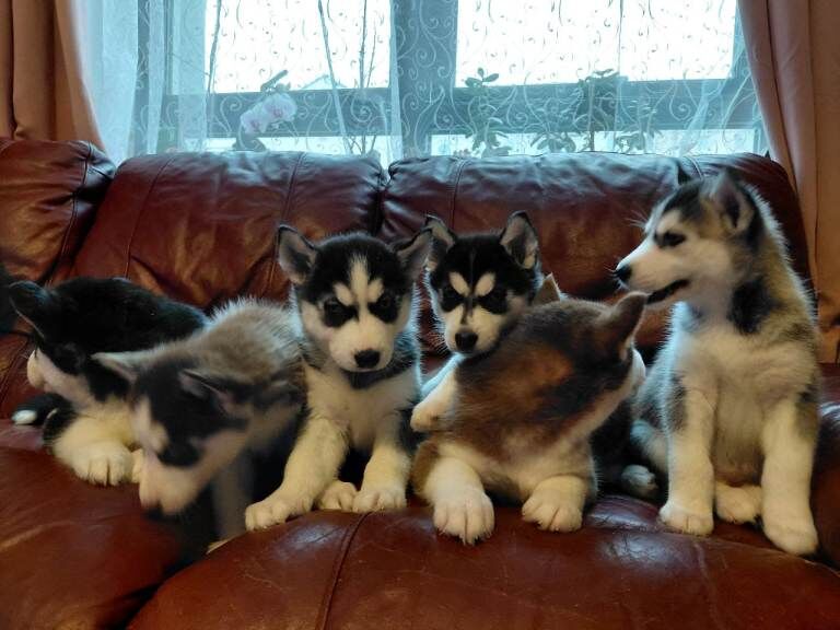 Siberian Husky puppies for sale in Aberdeen, City of Aberdeen – 7 weeks old - Image 3 of 4