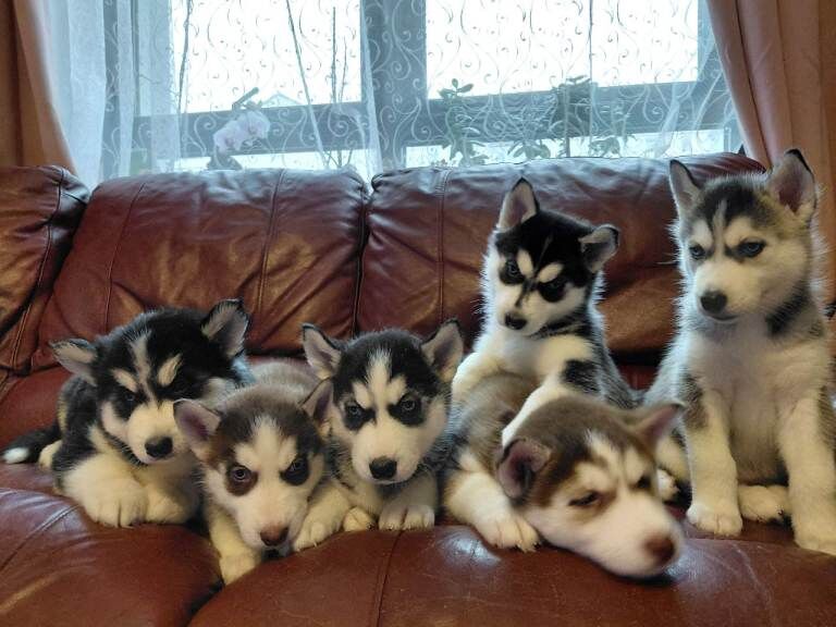 Siberian Husky puppies for sale in Aberdeen, City of Aberdeen – 7 weeks old - Image 4 of 4