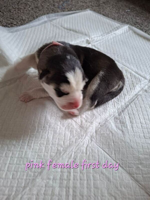 Husky puppies for sale