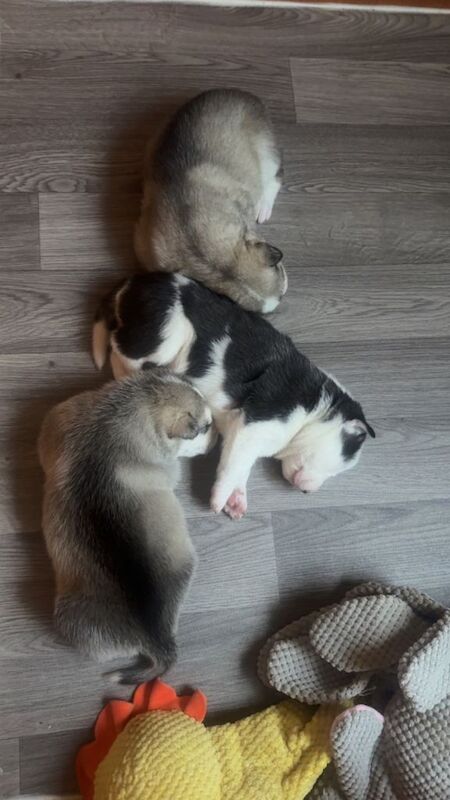 Siberian Husky puppies for sale in Rhyl, Clwyd – 2 weeks old