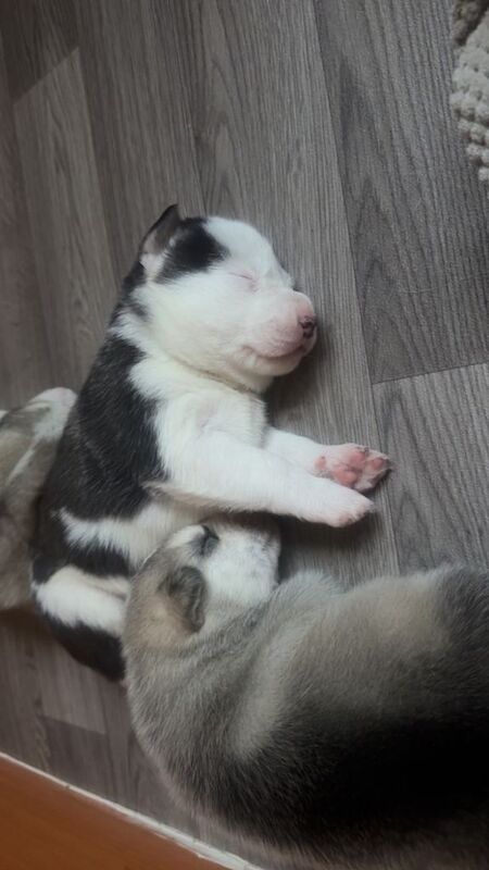 Siberian Husky puppies for sale in Rhyl, Clwyd – 2 weeks old - Image 2 of 5